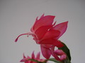 schlumbergera thor zita 1568
