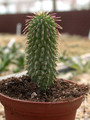 hoodia gordonii 01