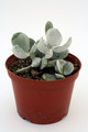 adromischus leucophyllus 0821