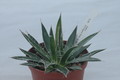 agave schidigera mesa de los negros 02