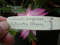 schlumbergera hatherton charm 212