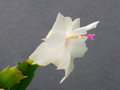 schlumbergera thor britta 0167 