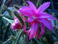 aporocactus fairy dancer 9662