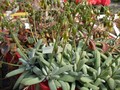 kalanchoe beharensis01