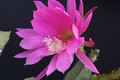eh donna diana 132 0708