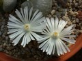 lithops marmorata c305 01