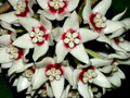 hoya calycina flower