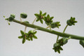ledebouria socialis 9507