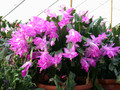 schlumbergera lady linda 06