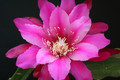 eh clara saunders 5665 8010