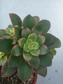aeonium haworthii variegata 3