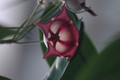 hoya macgillivrayi 727