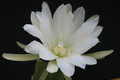 eh mondschein 58 1186