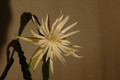 epiphyllum pumilum phasen 2299
