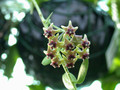 hoya cumingiana 01