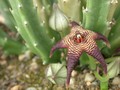 stapelia cedrimontana 02