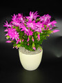 schlumbergera cyber dancer 01
