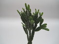 schlumbergera opuntioides 7722