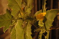 uncarina roeoesliana 10