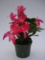 schlumbergera thor zita 1563