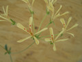 pelargonium trifoliatum folioatum 0510