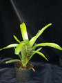 neoregelia ampullacea hell 02