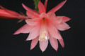aporocactus myrna corbet 0208