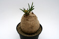 euphorbia trichadenia 6916