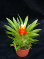 guzmannia theresia 01