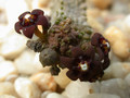 caralluma dodsoniana11