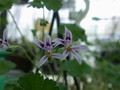 pelargonium iocastrum ipps9691 03