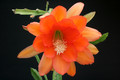 eh ozark beauty 8265 7518