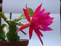 eh madame de laet 7760 170