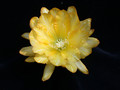 eh chiba lovely dawn 5653 04