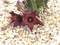 stapelia kougabergensis