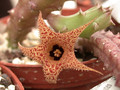 huernia hystrix appendiculata 04