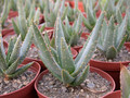 aloe dichotoma klein pella rsa