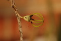 ceropegia armandii 8789