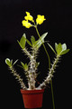 pachypodium horombense 001