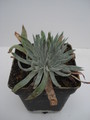 dudleya calcicola
