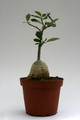 fockea edulis 9675