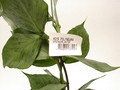 hoya polyneura 3936