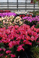 schlumbergera sorten 10008