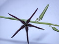caralluma procumbens india d1664 04