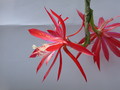 eh hunstueck charme x sylter fruehling 143