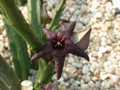 stapelia baylissii oudekraal 01