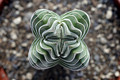 crassula buddhas temple 8315