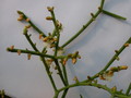 rhipsalis teres heteroclada 2022