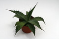 agave potatorum galeana 0112
