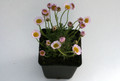 erigeron compositus 8547